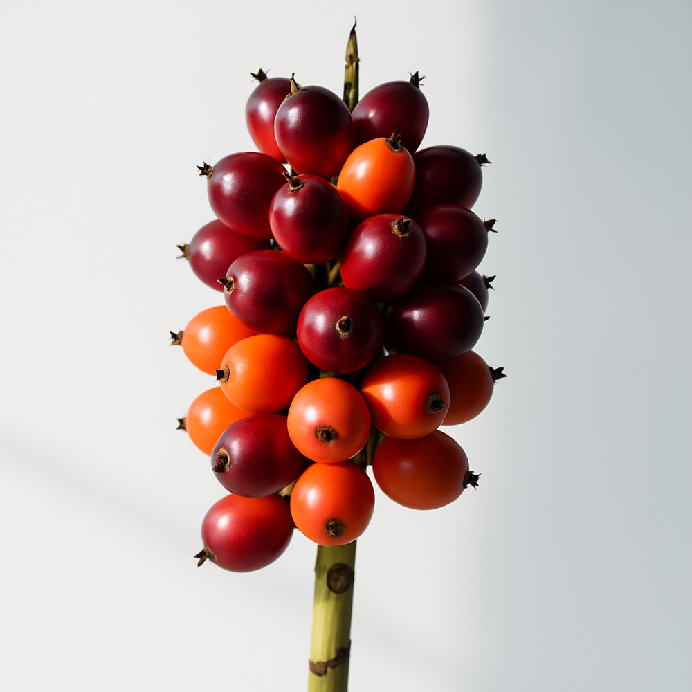 Organic Palm Fruit Stearin 45C