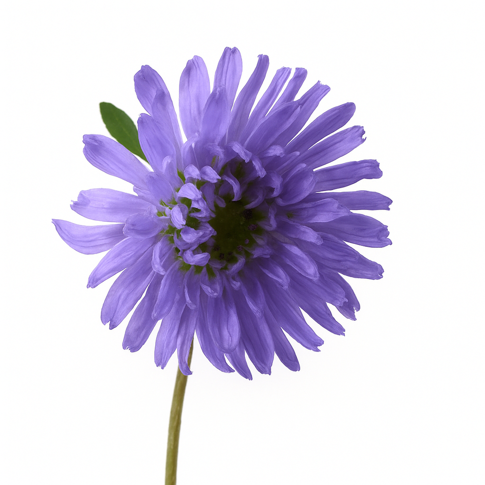 Violet Cotton Candy Floss Sugar