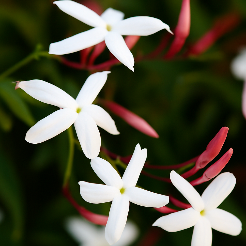 Jasmine Cotton Candy Floss Sugar, Organic