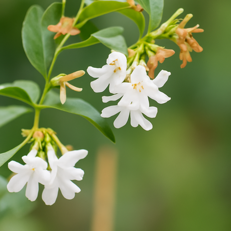 Jasmine Cotton Candy Floss Sugar