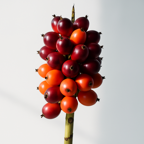 Organic Palm Fruit Stearin 45C