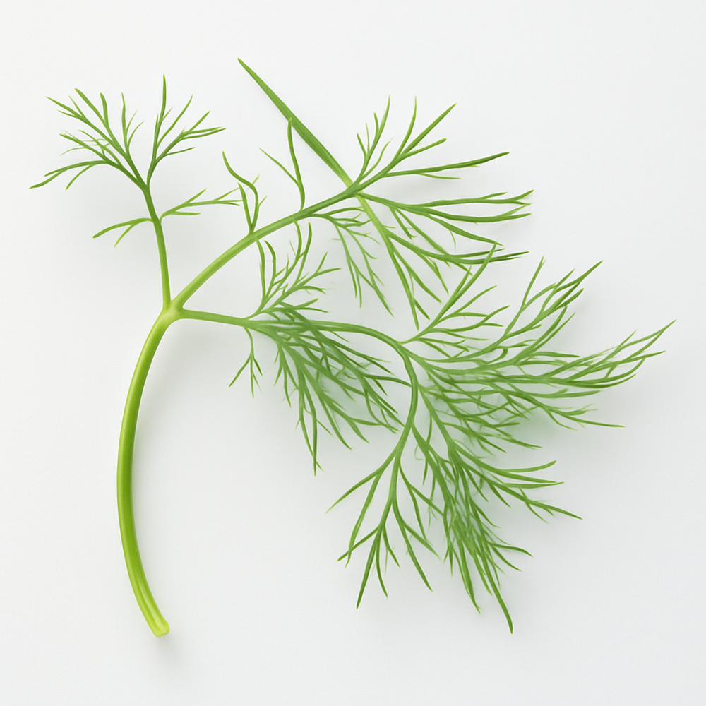 Dill Cotton Candy Floss Sugar