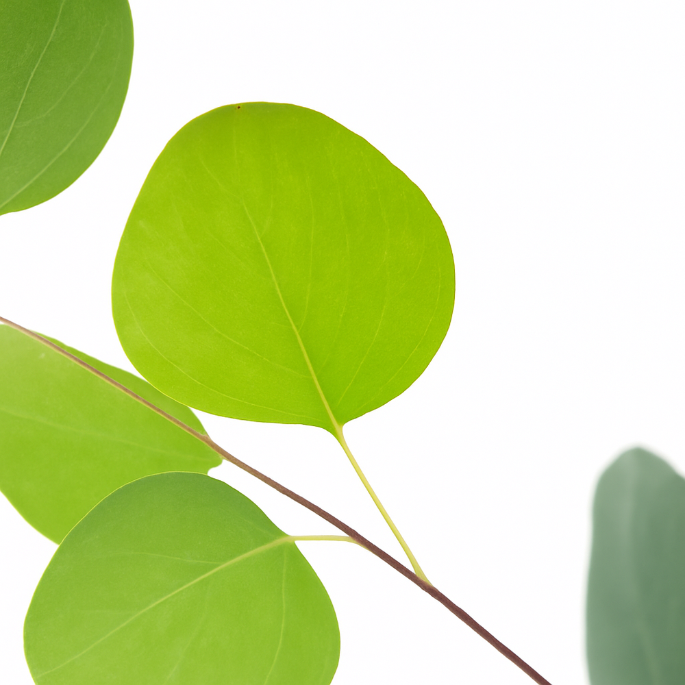 Organic Eucalyptus Cotton Candy Floss Sugar