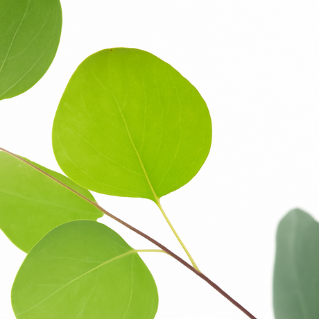 Organic Eucalyptus Cotton Candy Floss Sugar