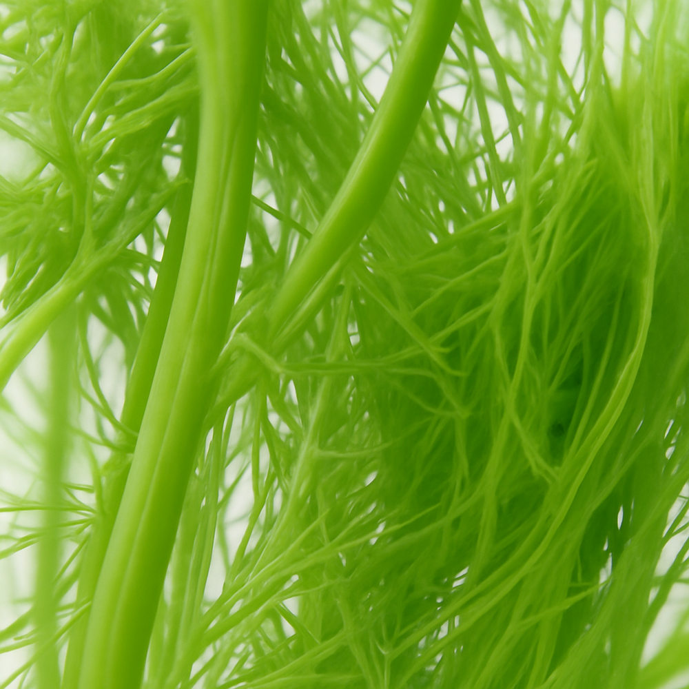 Organic Fennel Cotton Candy Floss Sugar