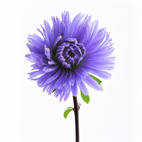 Organic Violet Cotton Candy Floss Sugar