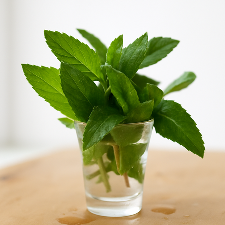 Organic Mint Cotton Candy Floss Sugar