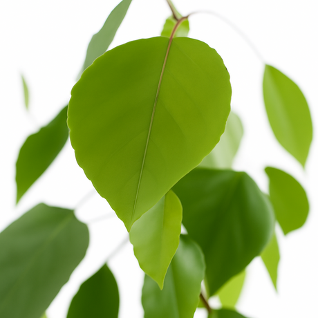 Sassafras Cotton Candy Floss Sugar